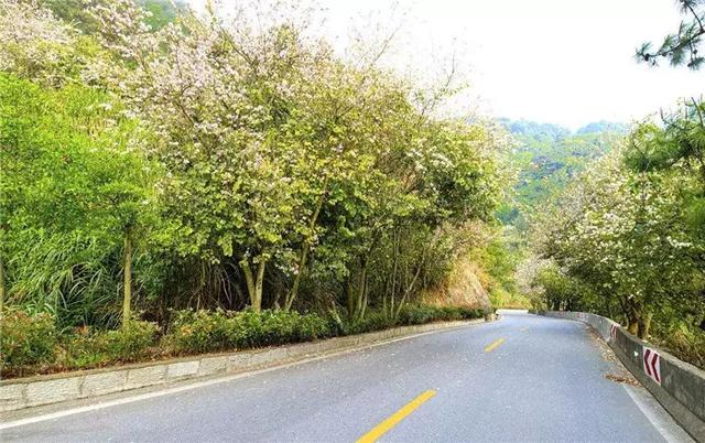 【道路建?！康缆肪G化帶設計